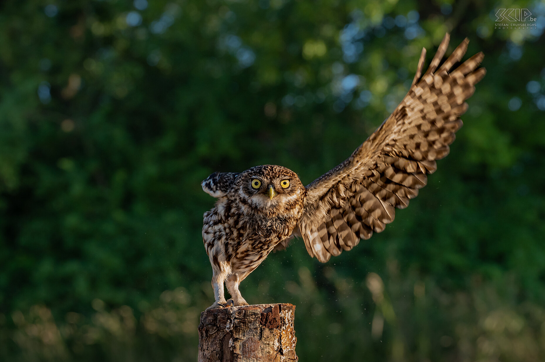 Little owl Little owl ./ Athene noctua Stefan Cruysberghs